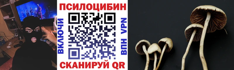 Псилоцибиновые грибы Psilocybe  закладка  Вичуга 
